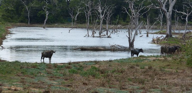 Lunugamwehera  National Park