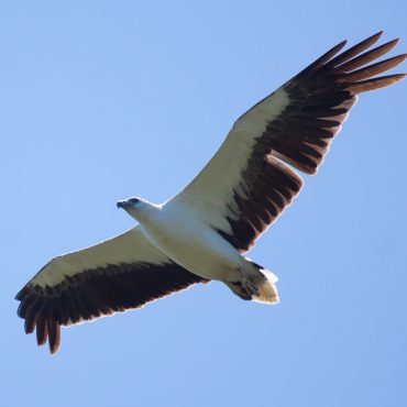 Bundala National Park