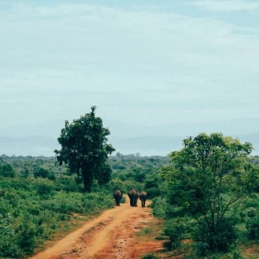 Udawalawe National Park